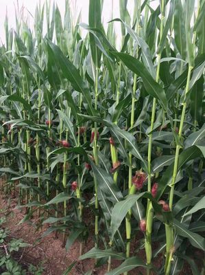 河北省第五十二次審定通過(guò)主要農(nóng)作物品種名單公布 助力農(nóng)業(yè)生產(chǎn)提質(zhì)增效