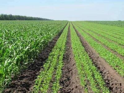 環(huán)保科普 從土壤污染到農(nóng)作物安全——守護(hù)種子，守護(hù)未來(lái)