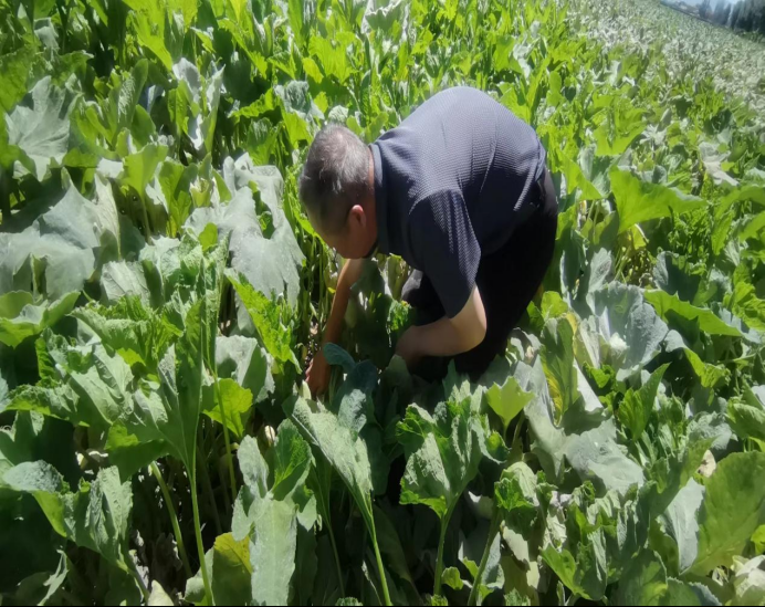 為豐收護(hù)航 農(nóng)牧業(yè)技術(shù)推廣中心深入制種基地檢查，筑牢現(xiàn)代農(nóng)業(yè)根基