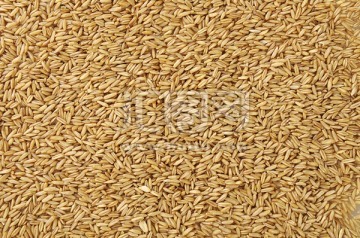 種子 農(nóng)業(yè)的基石與未來的希望