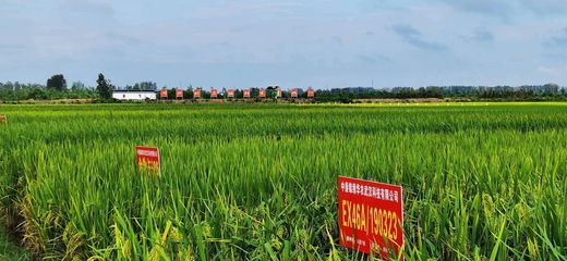 湖北省新增29個(gè)國(guó)家和省級(jí)農(nóng)作物展示評(píng)價(jià)基地，筑牢現(xiàn)代種業(yè)發(fā)展根基