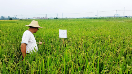 攜手并進(jìn)，共創(chuàng)未來(lái) 網(wǎng)總管與禾佳源農(nóng)業(yè)共建特用型農(nóng)作物種子新篇章