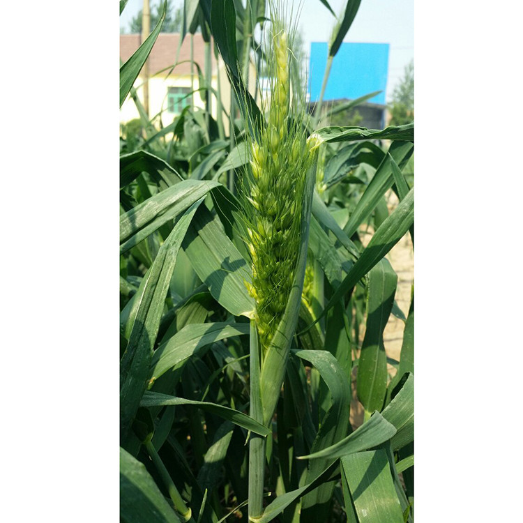 綠野新希望 樂(lè)陵弭科有機(jī)彩色小麥的培育與價(jià)值