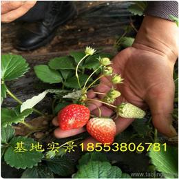 農(nóng)作物種子與種苗 價(jià)格、廠家與批發(fā)采購(gòu)指南